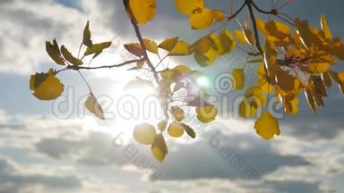 黄色的白杨阳光在蓝天背景下离去。 树叶，森林，美丽的阳光，秋日的阳光